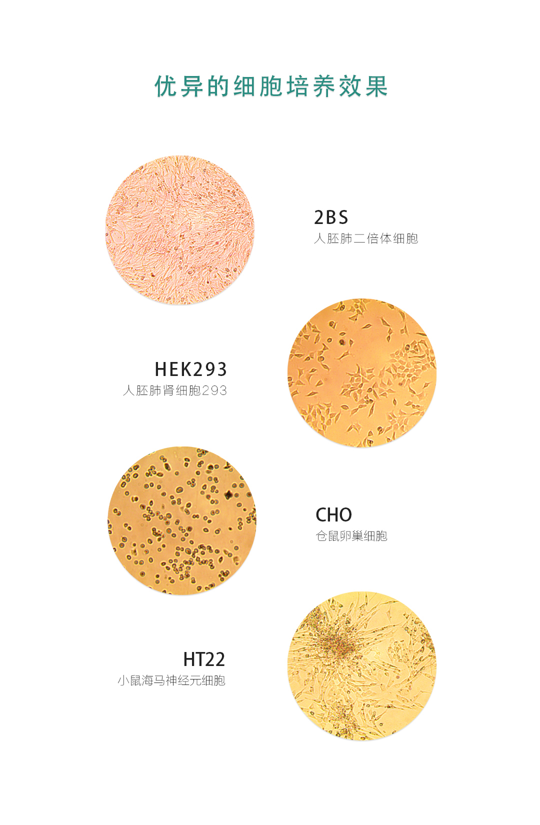 59305小鱼儿论坛